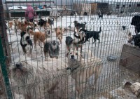 СМТТ организовал благотворительную акцию «Миска добра» СМТТ организовал благотворительную акцию «Миска добра»