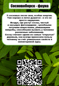 «На связи с природой!» Техникум принял участие во Всероссийском ЭКОпроекте «На связи с природой!» Техникум принял участие во Всероссийском ЭКОпроекте